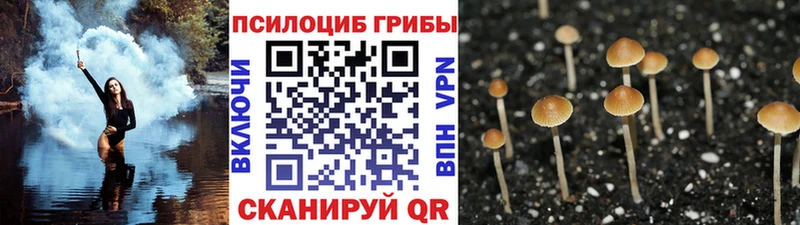 Купить  Струнино  Псилоцибиновые грибы Psilocybe 